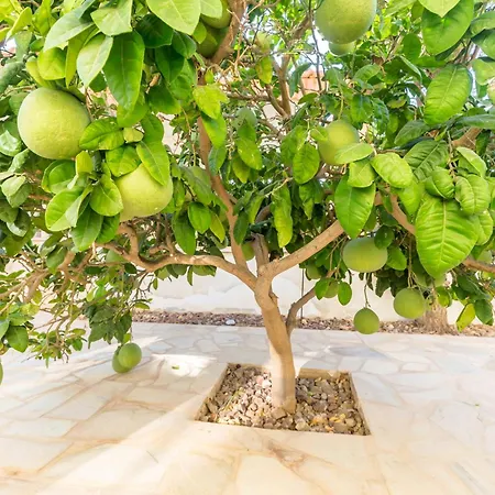 Seafront Napa Star 5 Bedrooms Agia Napa